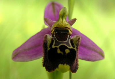 Variabilit di Ophrys fuciflora